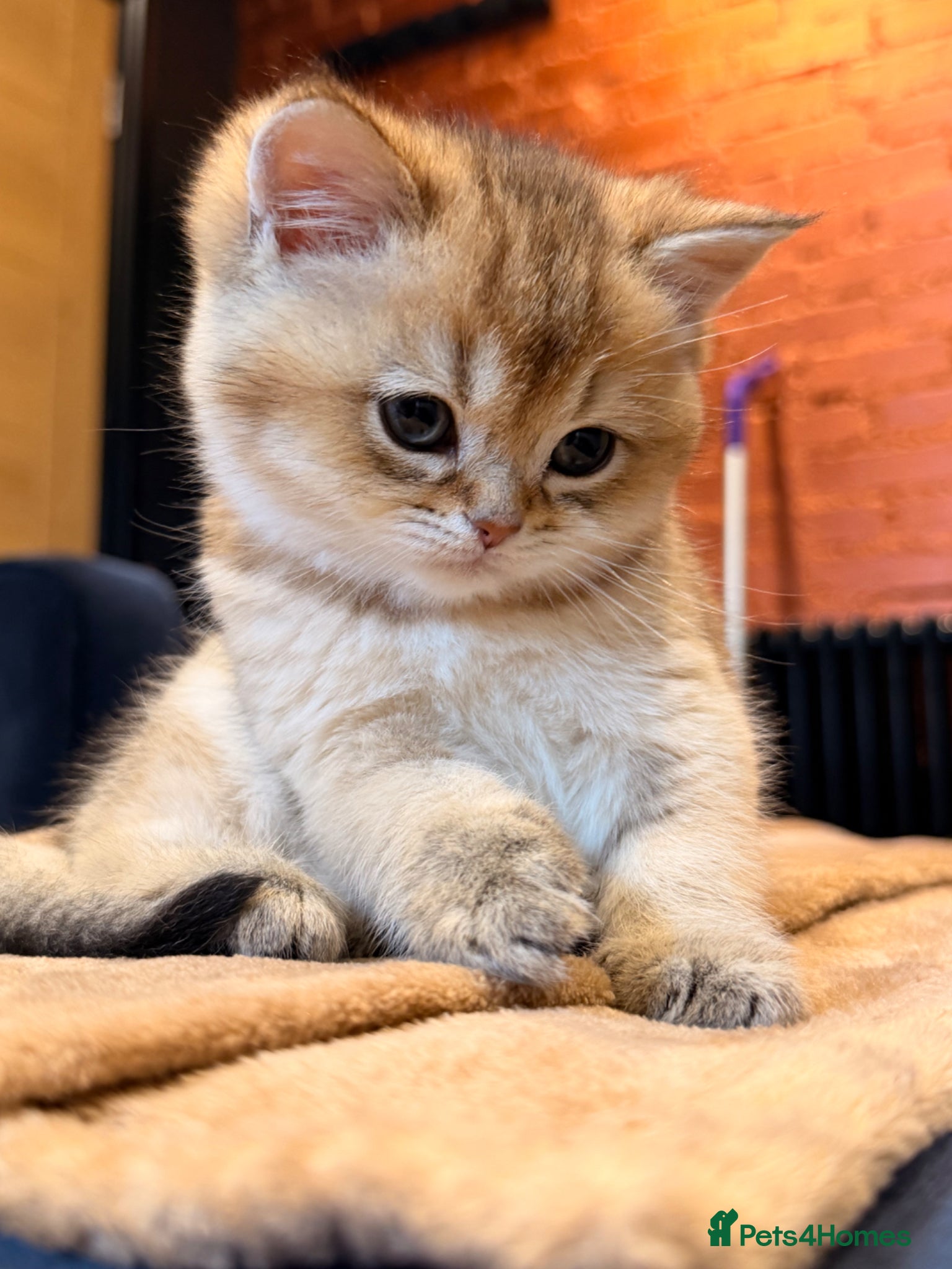 British Shorthair cats British Shorthair Golden Chinchilla Kittens - Advert 6