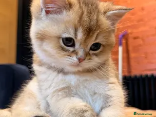 British Shorthair cats British Shorthair Golden Chinchilla Kittens - Advert 6