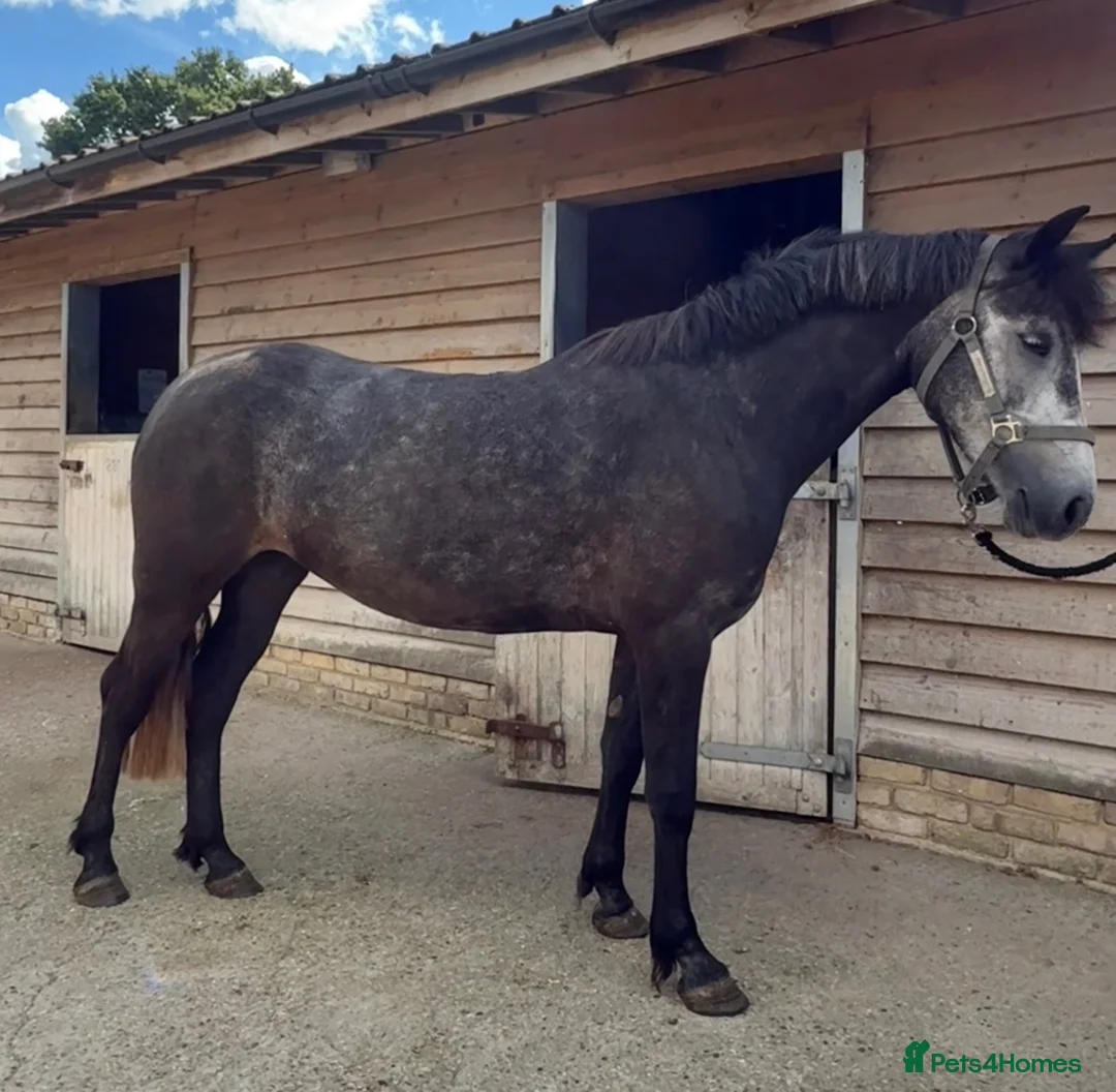 Connemara horses for sale: Grey Connemara mare  - Advert 1