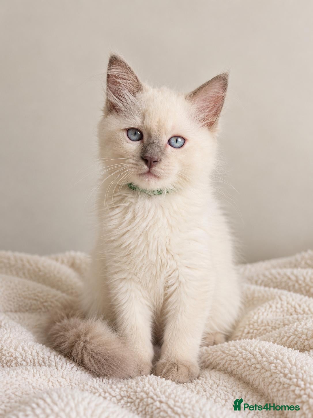 Ragdoll cats GCCF Ragdoll Kittens - Fully Vacc & Ready Now - Advert 2