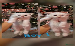 Mixed Breed cats for sale: Beautiful kittens 🐾 - Image 1