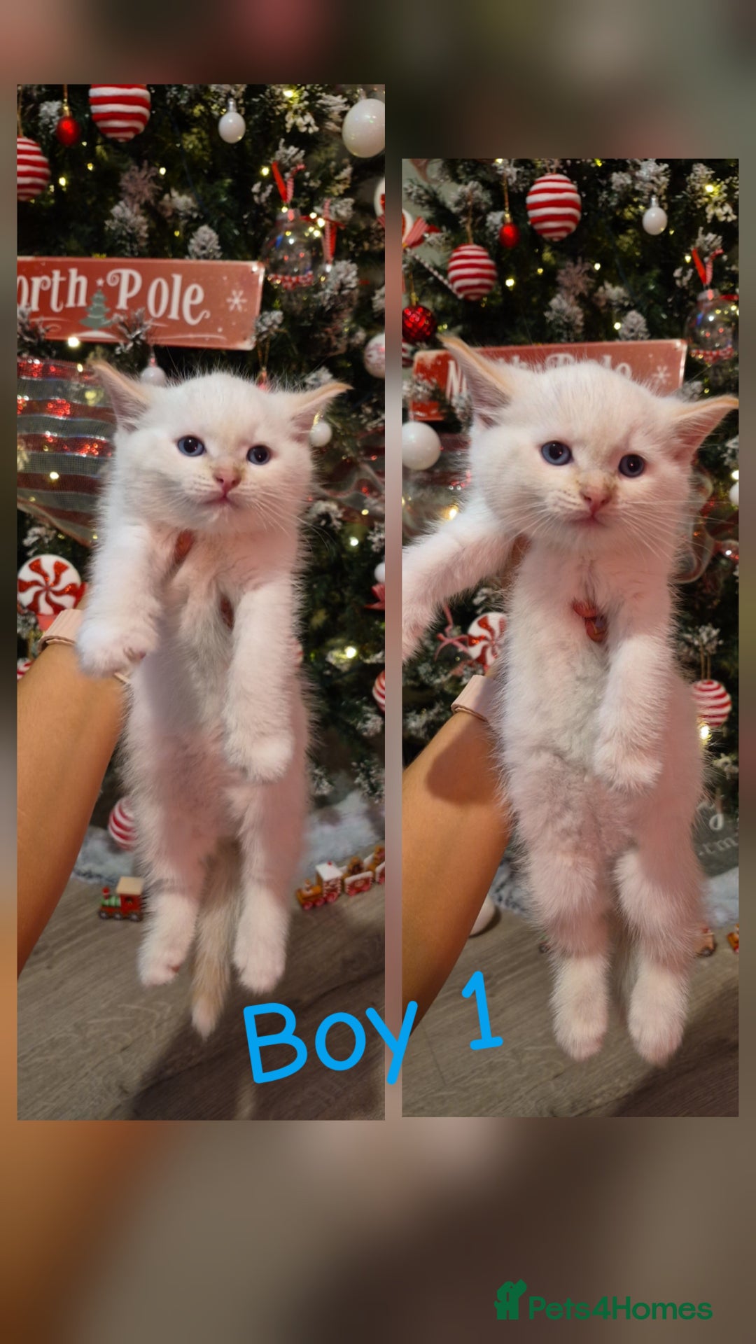 Mixed Breed cats for sale: Beautiful kittens 🐾 - Image 1