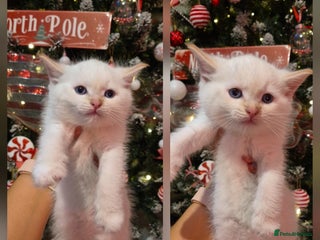 Mixed Breed cats for sale - Advert 1