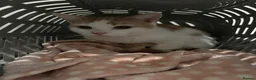 Mixed Breed cats for sale: Two beautiful cats  - Advert 2