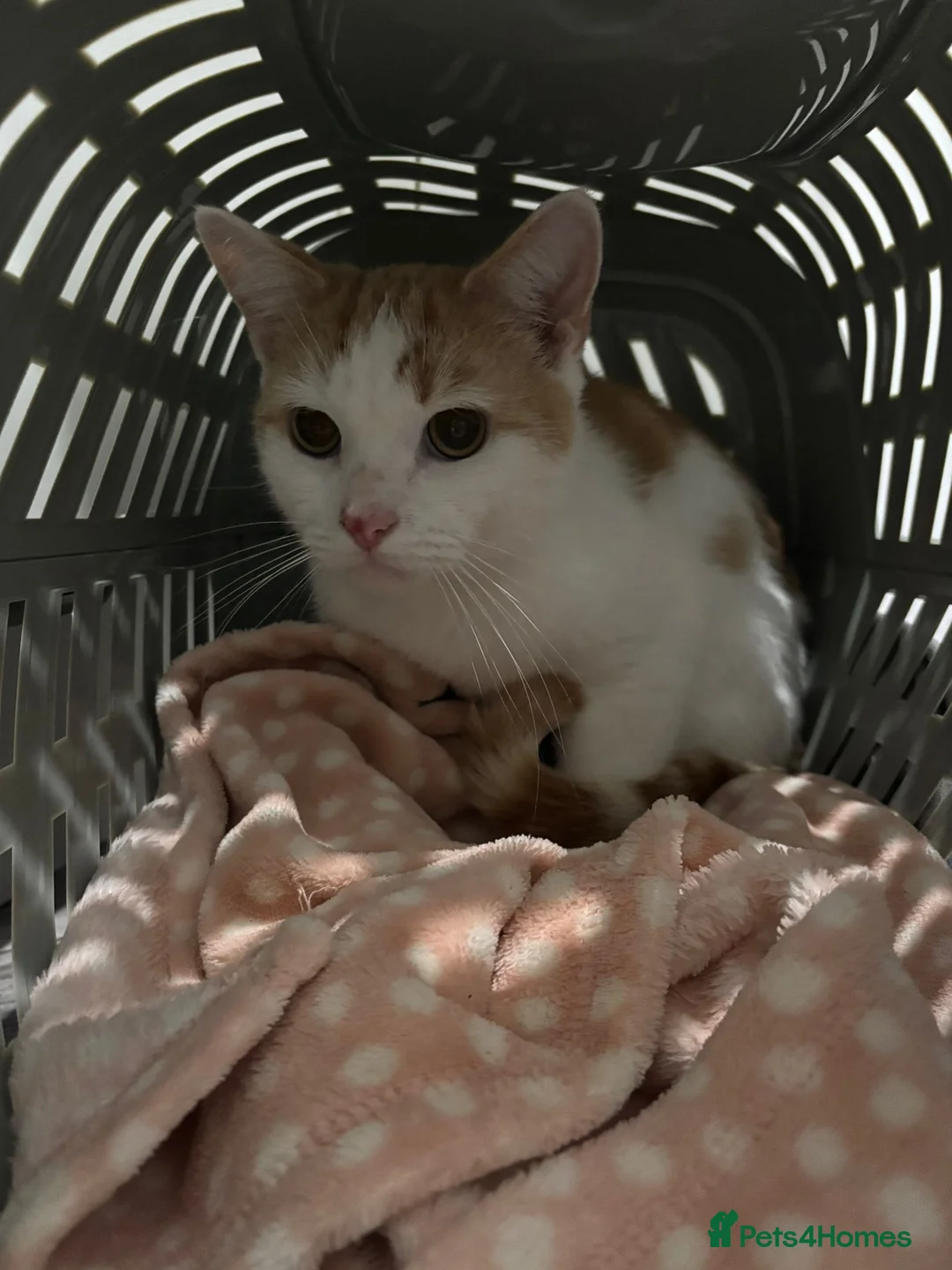 Mixed Breed cats for sale: Two beautiful cats  - Advert 2