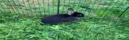Netherland Dwarf rabbits for sale: URGENT 1 LEFT - Advert 18