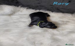Miniature Dachshund dogs for sale: KC Health tested Licensed breeder 12 years exp - Image 15