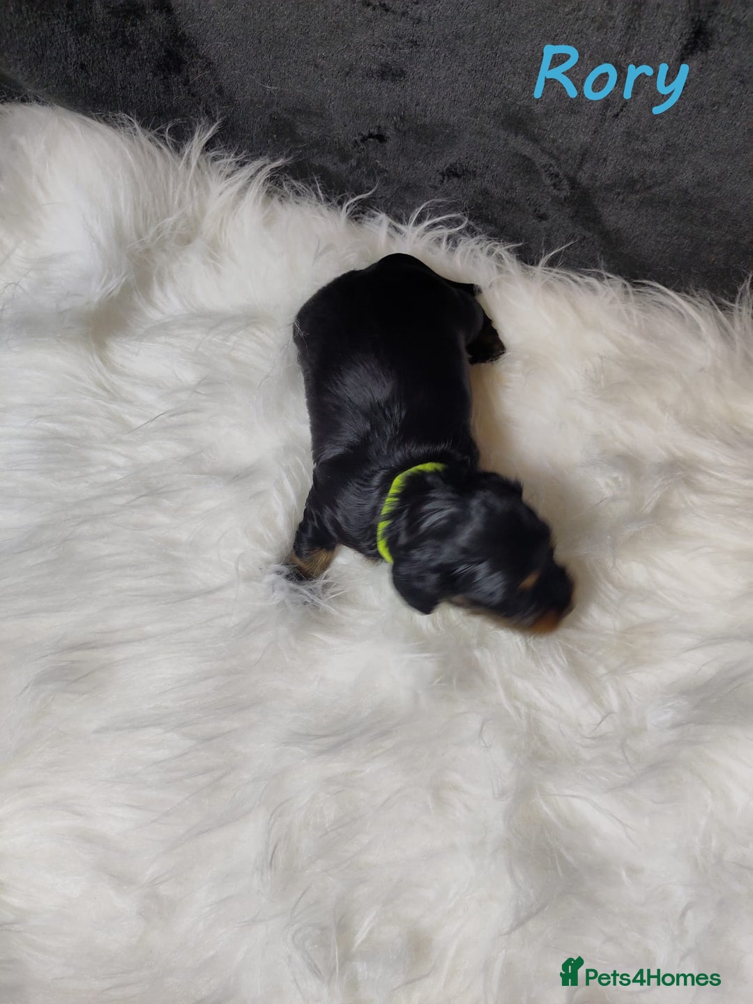 Miniature Dachshund dogs for sale: KC Health tested Licensed breeder 12 years exp - Image 15