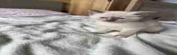 Ragdoll cats for sale: Female ragdoll kitten - Advert 10