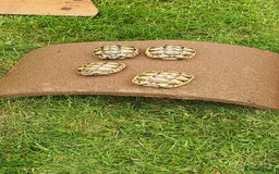 Hermann Tortoise reptiles for sale: 5 Spur Thighed Tortoises  - Image 2