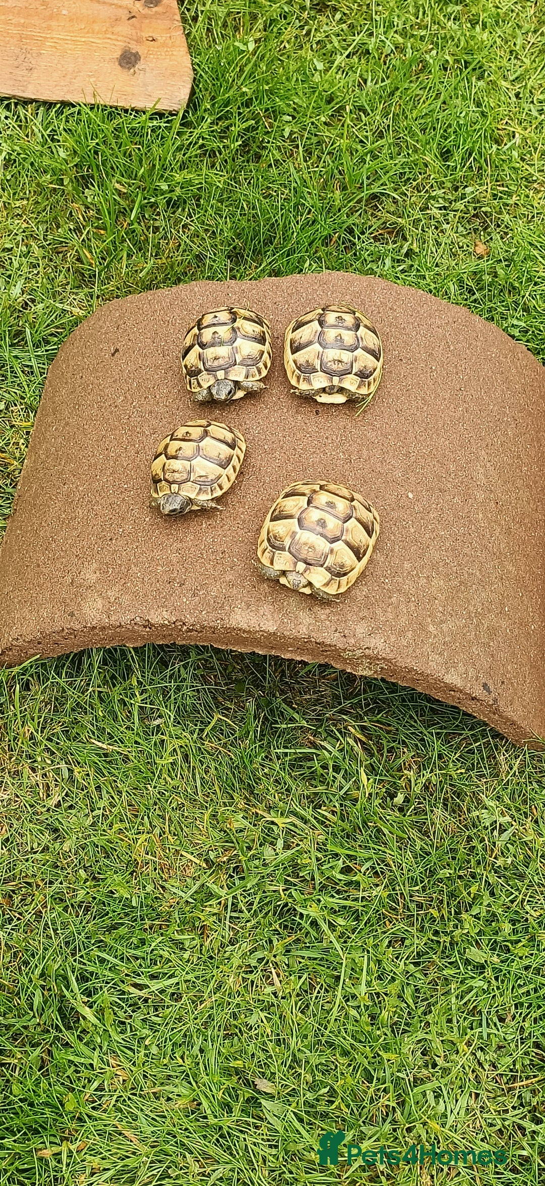 Hermann Tortoise reptiles for sale: 5 Spur Thighed Tortoises  - Image 2