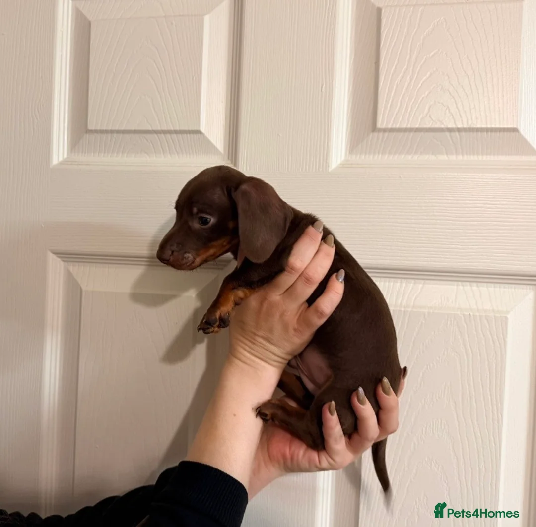 Miniature Dachshund dogs for sale: 🐾 MINI DASCHUND PUPPIES 🐾 - Advert 7