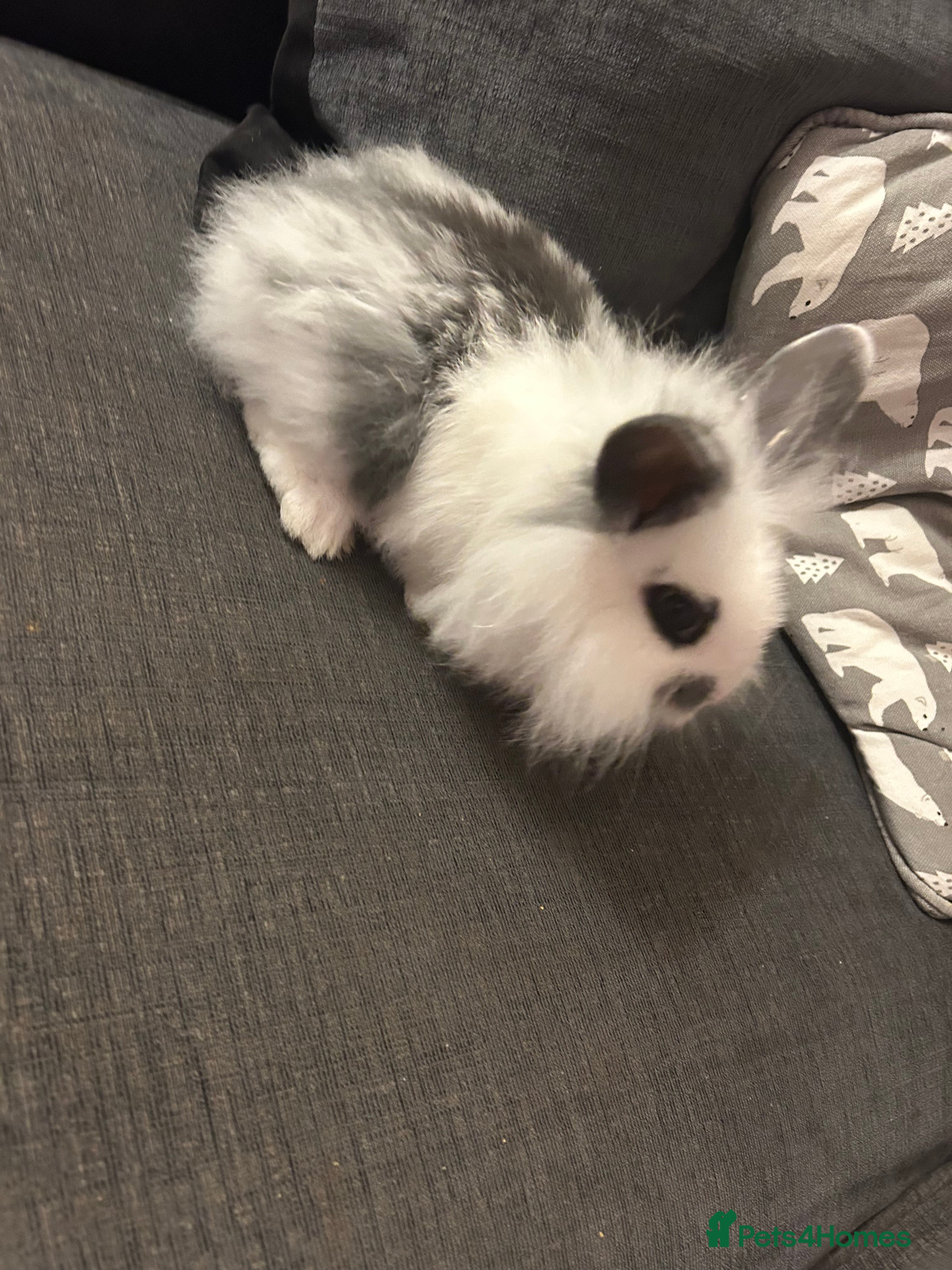 Mini Lion Lop rabbits for sale: READY NOW TODAY 1x girl mini lop bunnies  - Advert 2