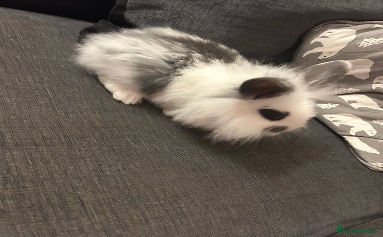 Mini Lion Lop rabbits - Advert 3