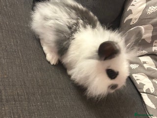 Mini Lion Lop rabbits - Advert 35