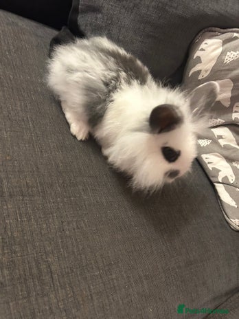 Mini Lion Lop rabbits - Advert 3