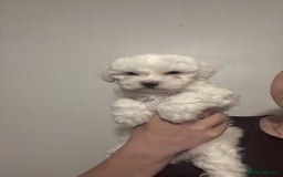 Bichon Frise dogs for sale:  bichon puppies for sale  - Advert 2