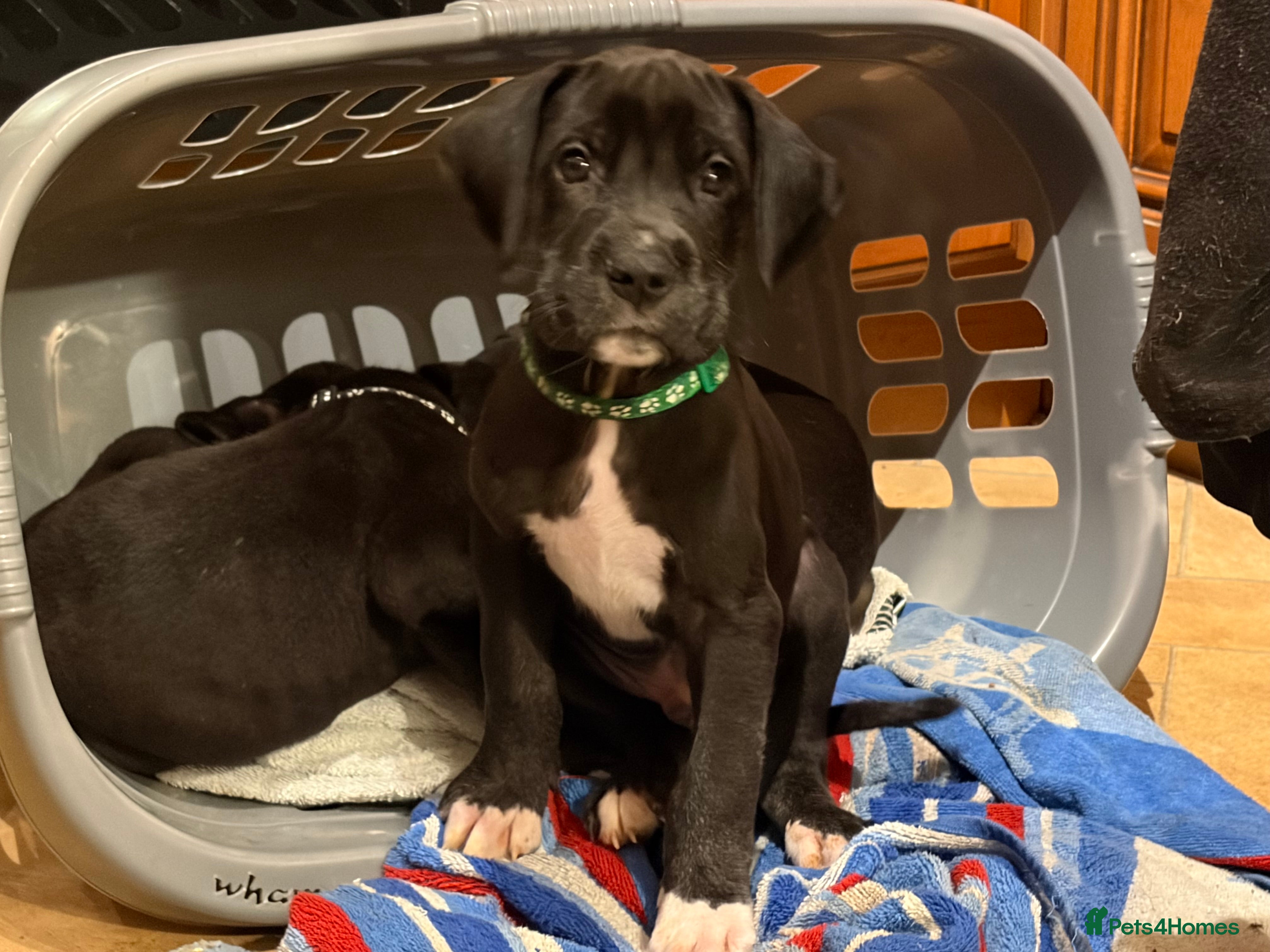 Great Dane dogs 9 Pure Bred Dane Pups  - Advert 1