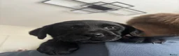 Labrador Retriever dogs for sale: 🌟Ready now! 🌟 Black Labrador puppies  - Advert 13