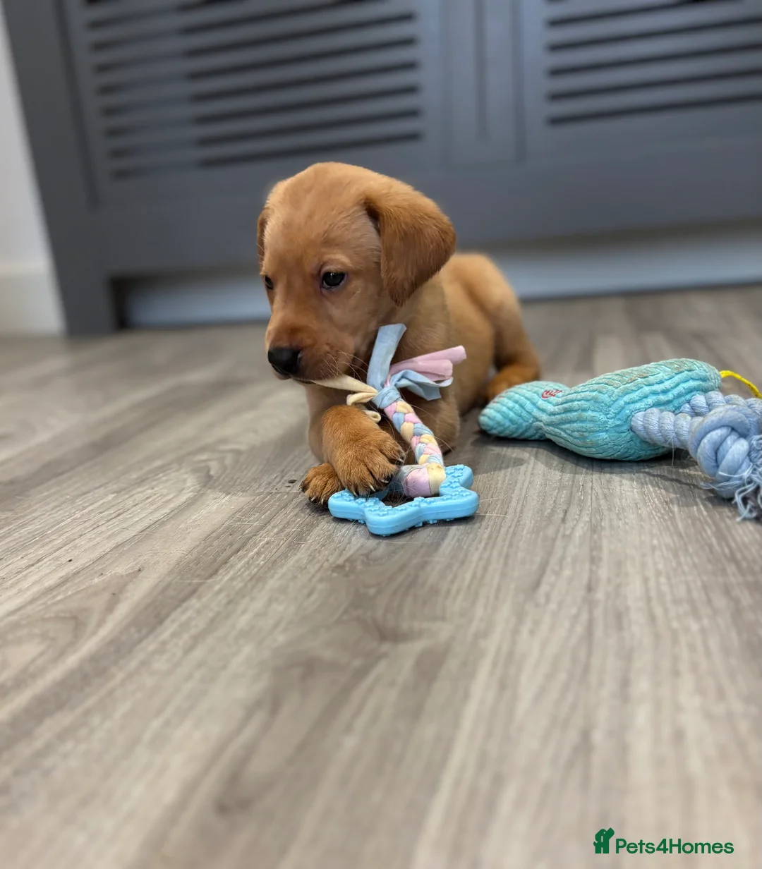 Labrador Retriever dogs for sale: Beautiful Labrador Puppies - Advert 2