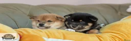 Japanese Shiba Inu dogs for sale:  🌸 Shiba Inu 3rd Gen Japanese Lines Crufts Placed - Advert 4