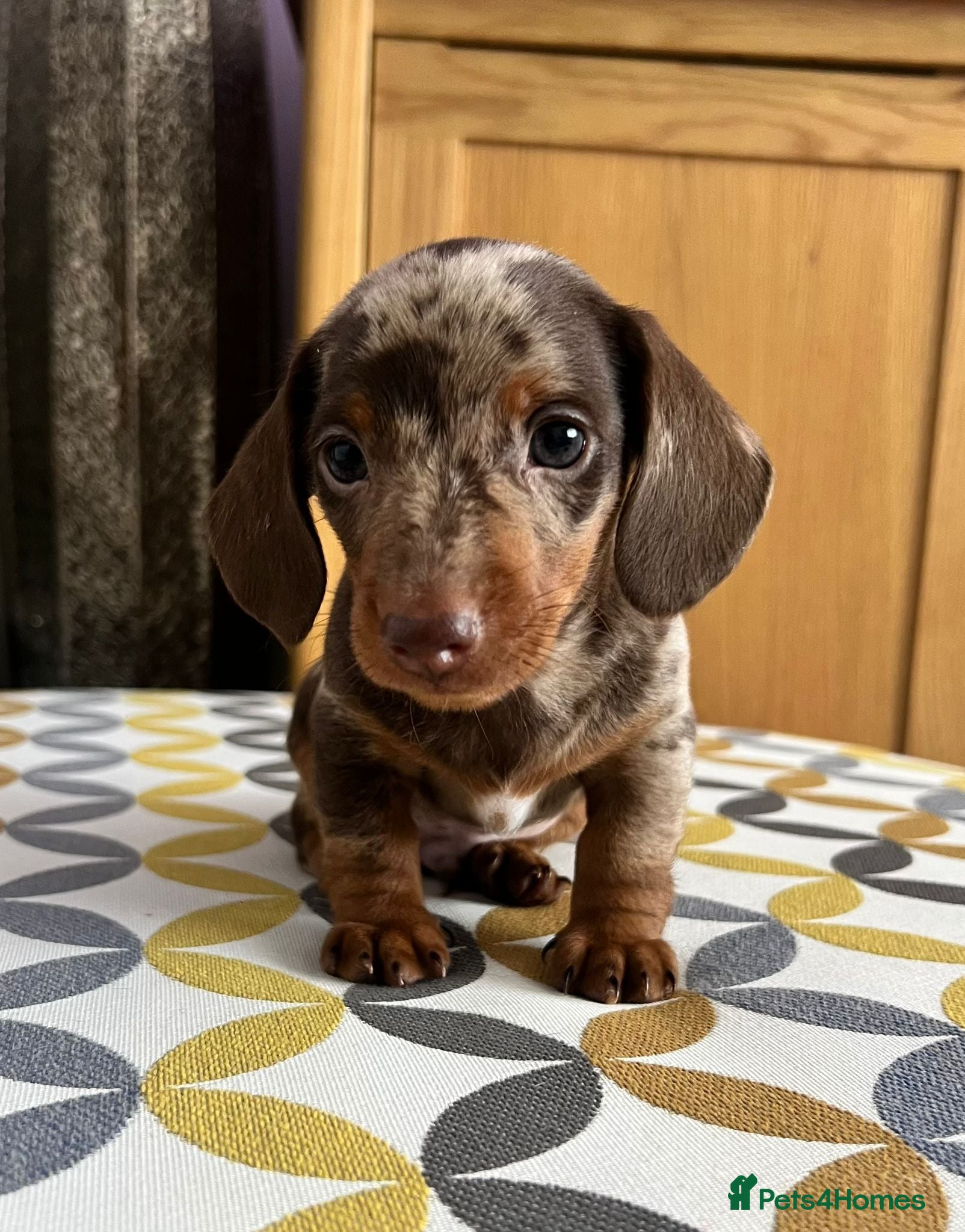 Miniature Dachshund dogs Stunning short-hair dapple male  - Advert 1