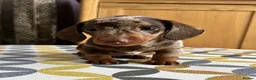 Miniature Dachshund dogs for sale: Stunning short-hair dapple male  - Advert 1