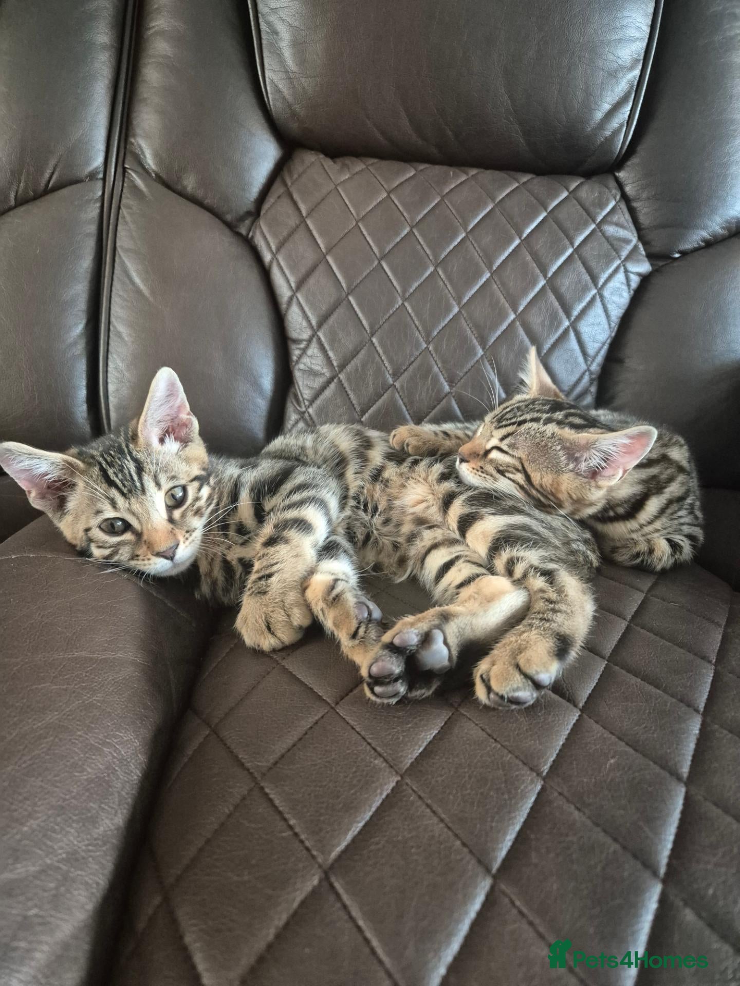 Bengal cats Brown Charcoal Bengals Ready for forever Homes 🥰 - Advert 2