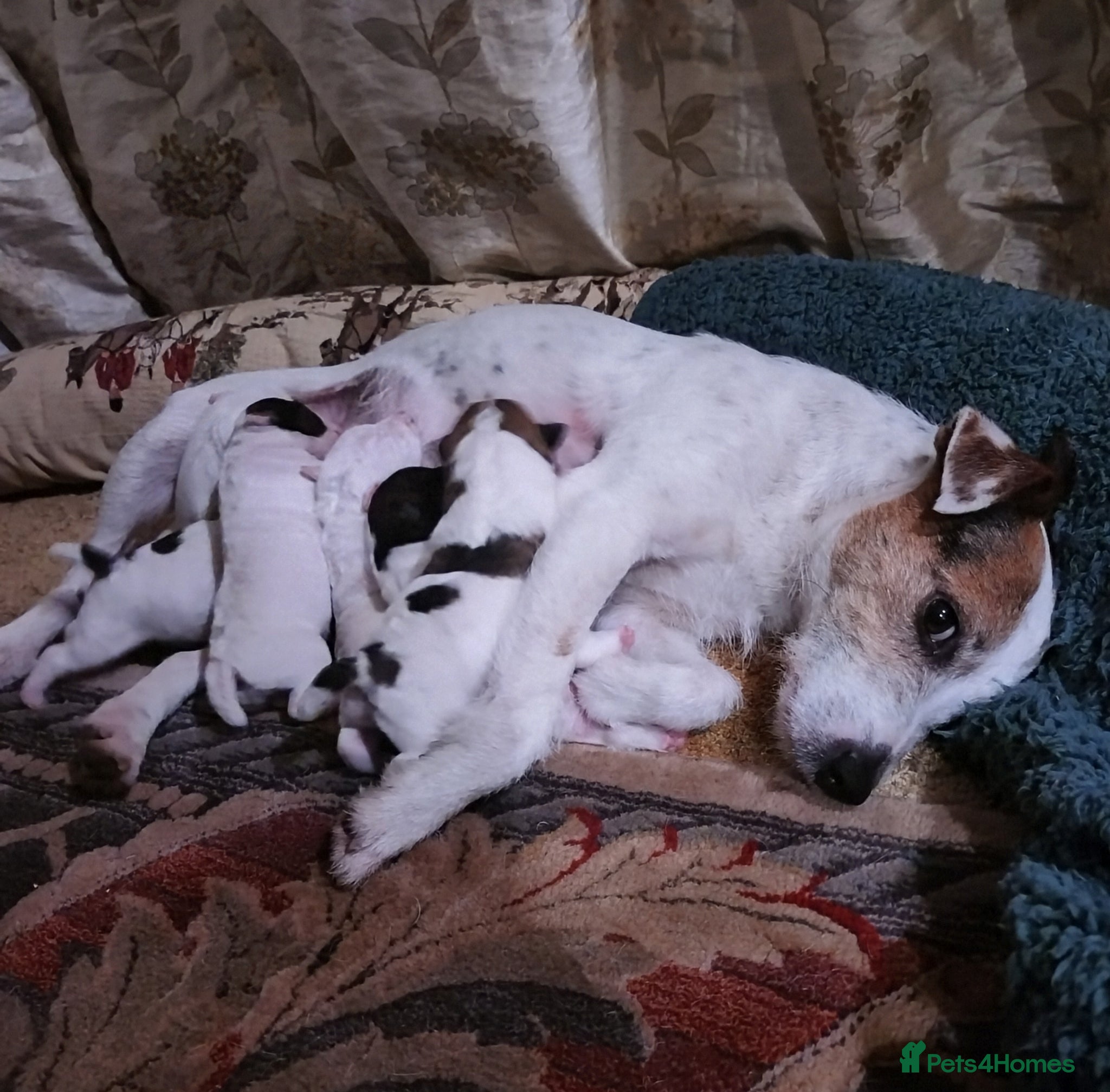 Jack Russell dogs Tremendous JRT pups  - Advert 2