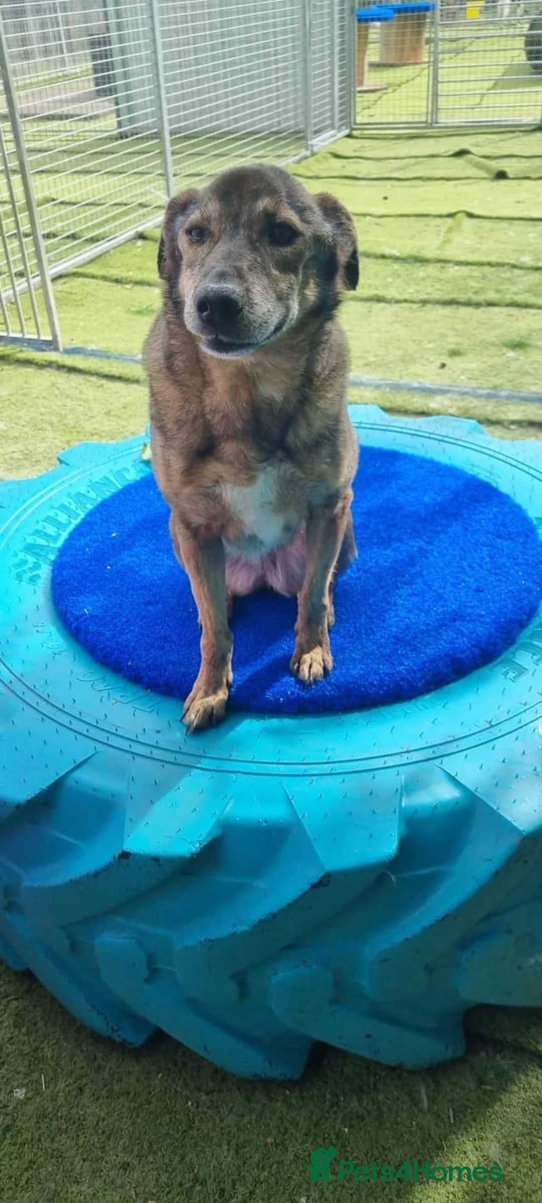 Mixed Breed dogs for adoption: Iza - looking for a family of her own in Ayr - Advert 13