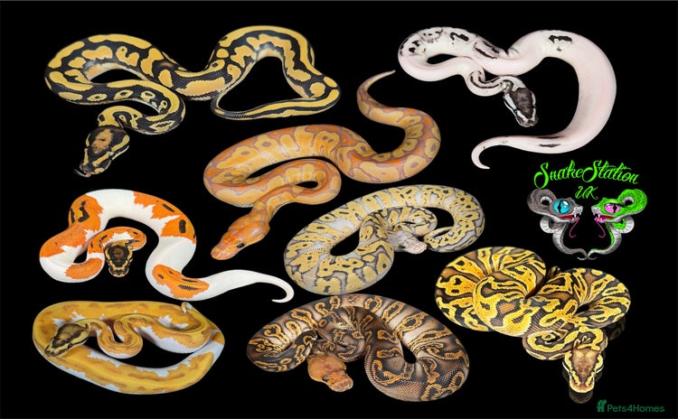 Python Snake reptiles - Advert 10