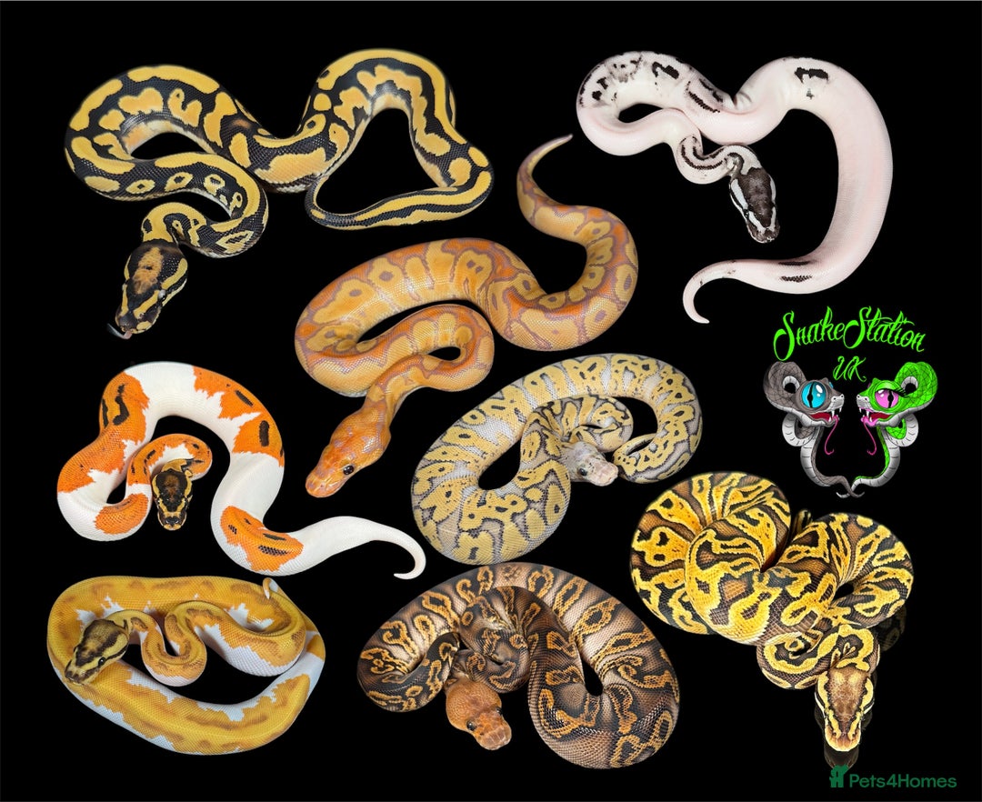 Python Snake reptiles for sale: Royal pythons  - Image 1