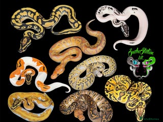 Python Snake reptiles - Advert 21