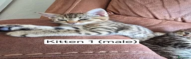 Domestic Shorthair 1