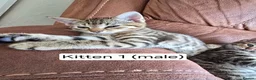 Domestic Shorthair cats for sale: 5 beautiful tabby kittens for Sale!!! - Advert 3