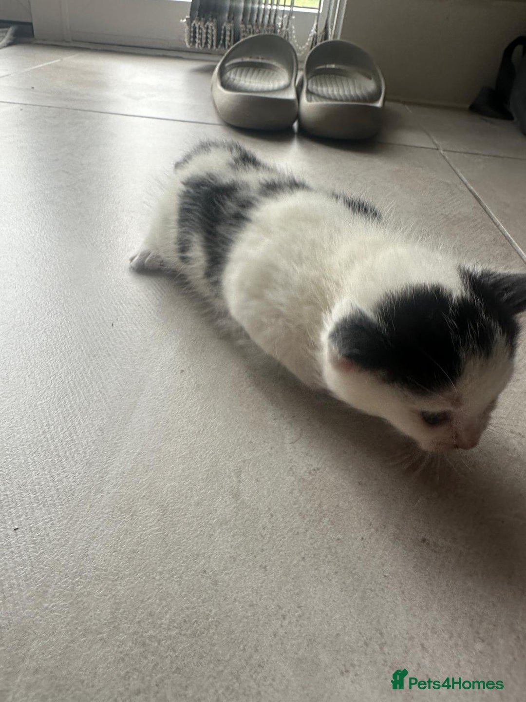 Domestic Shorthair cats for sale: Female kittens - Image 16