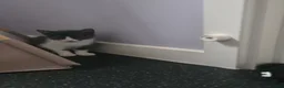 Mixed Breed cats for sale: Kittens  - Advert 9