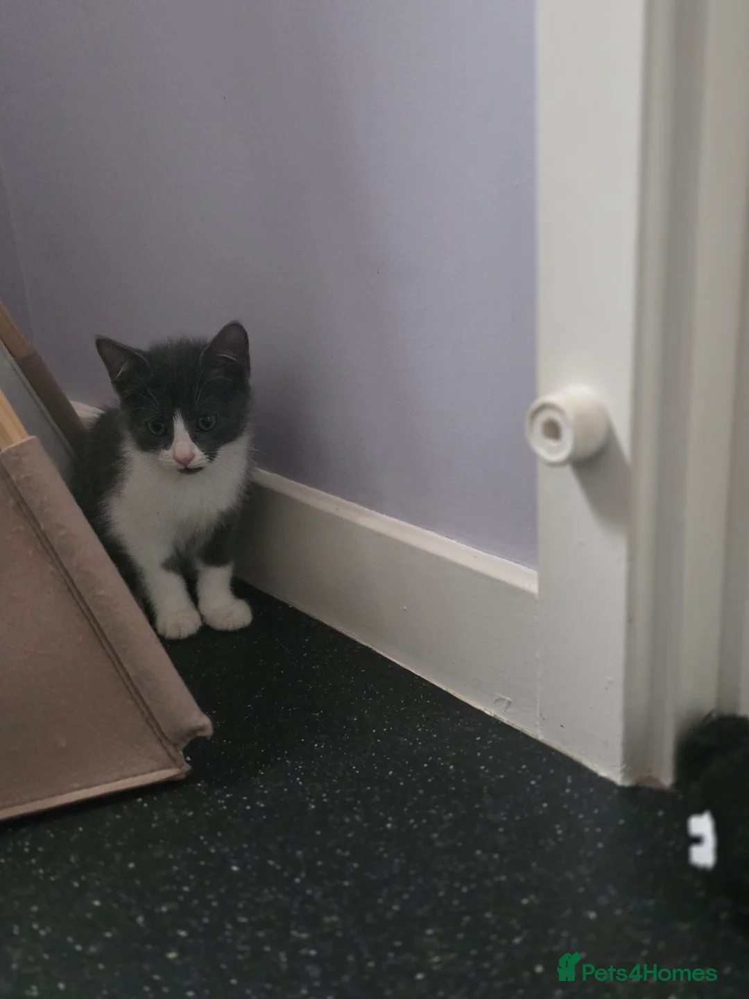 Mixed Breed cats for sale: Kittens  - Advert 9