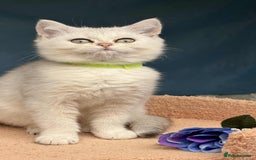 British Shorthair cats for sale: Stunning BSH golden/silver Kittens TICA - Image 6