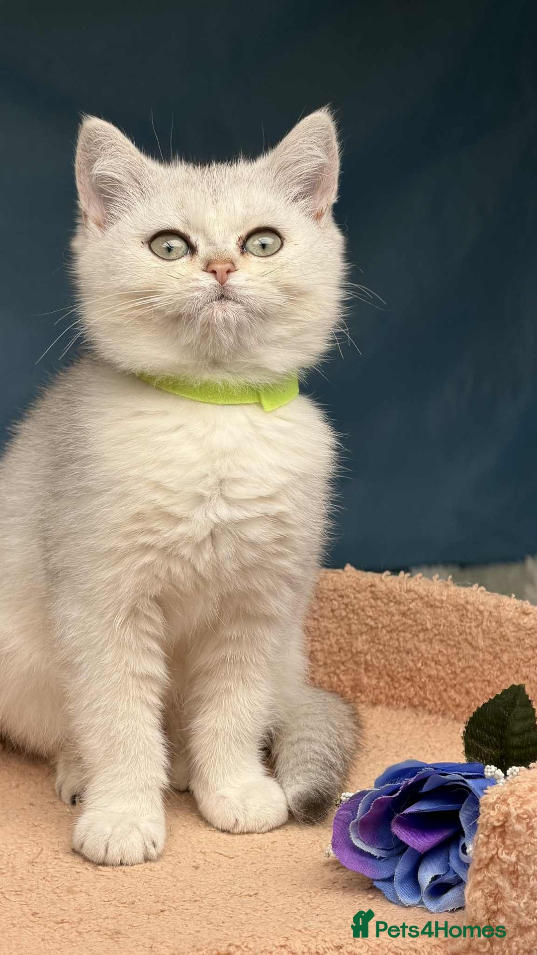 British Shorthair cats for sale: Stunning BSH golden/silver Kittens TICA - Image 6