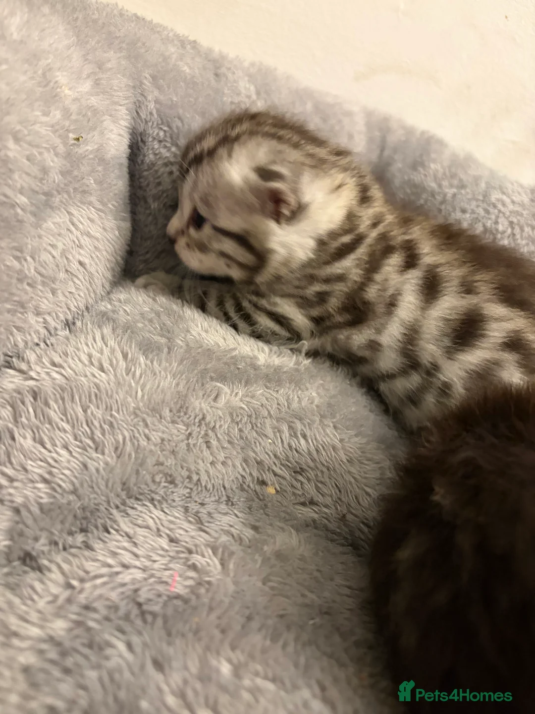 Bengal cats for sale: 3 beautiful kittens  - Advert 12