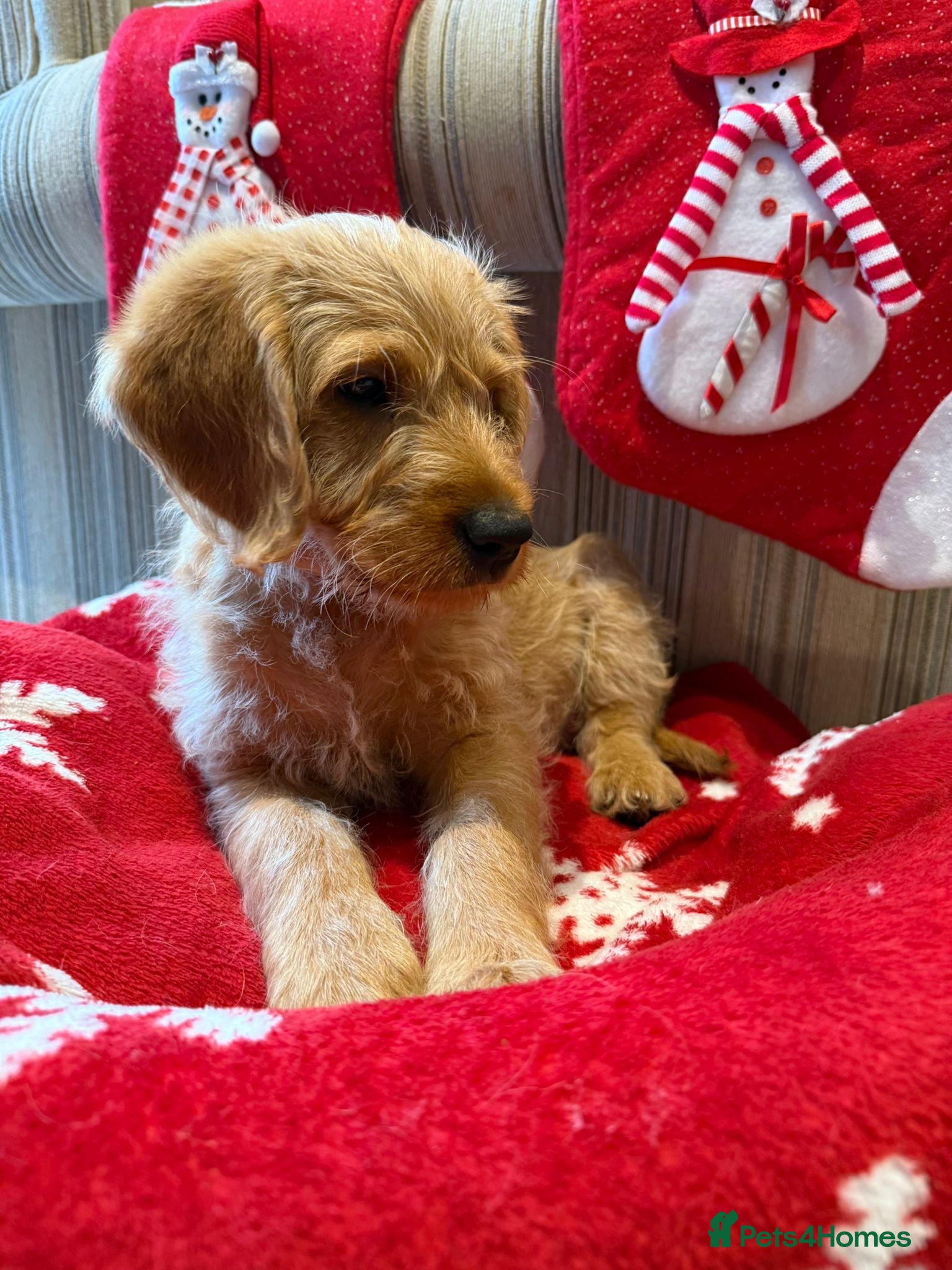 Australian Labradoodle dogs Australian Labradoodle Puppies F1b - Advert 2