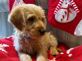 Australian Labradoodle dogs Australian Labradoodle Puppies F1b - Advert 5