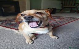 Mixed Breed dogs for adoption: Smiling Elvis  - Image 1