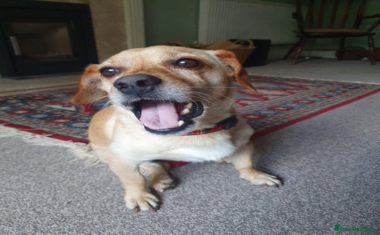 Mixed Breed dogs - Advert 7