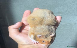 Hamster rodents for sale: STUNNING, TAME, PEDIGREE BABY SYRIAN HAMSTER - Image 16
