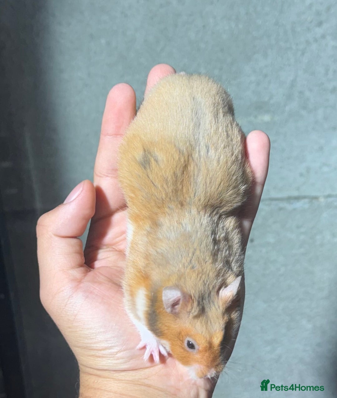 Hamster rodents for sale: STUNNING, TAME, PEDIGREE BABY SYRIAN HAMSTER - Image 16