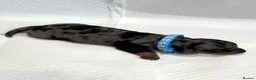 Miniature Dachshund dogs for sale: Adorable Miniature Dachshund Puppies - Advert 17