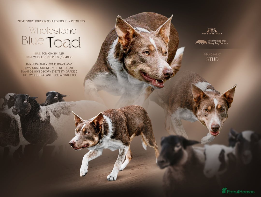 Border Collie dogs for stud: Health tested KC/ISDS smoothcoat lilac for stud  - Image 1