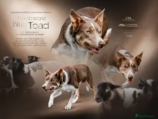 Border Collie dogs Health tested KC/ISDS smoothcoat lilac for stud - Advert 4